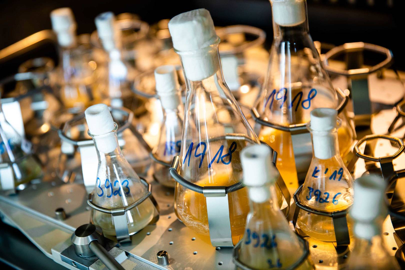 A shaking rack with Erlenmeyer flasks containing fermentation experiments